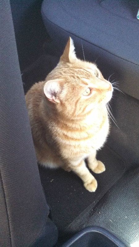 kitty loves his car rides