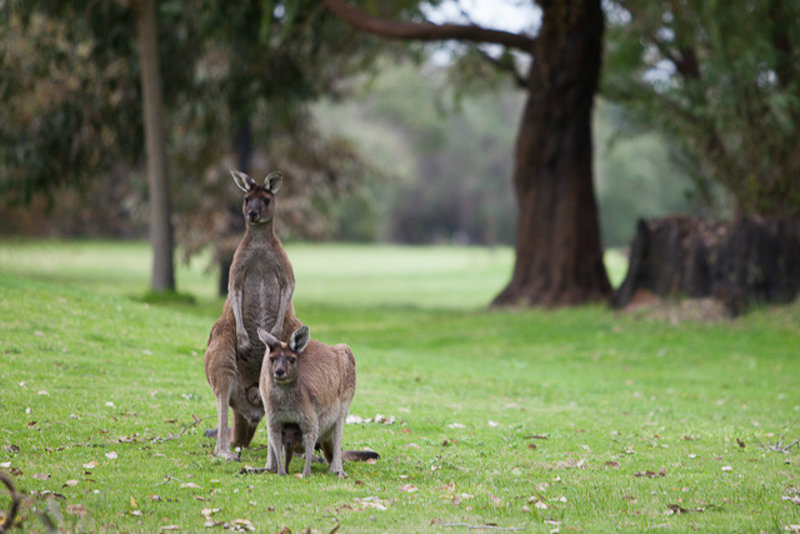 Wild Kangaroos with a Joey