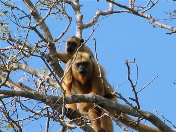 Howler monkey, as seen on boat cruise