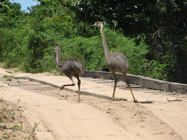 Emus on the run... for our eco tour.