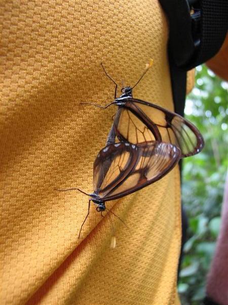 2 Fornicating butterflies on my shirt... GET A ROOM!!!