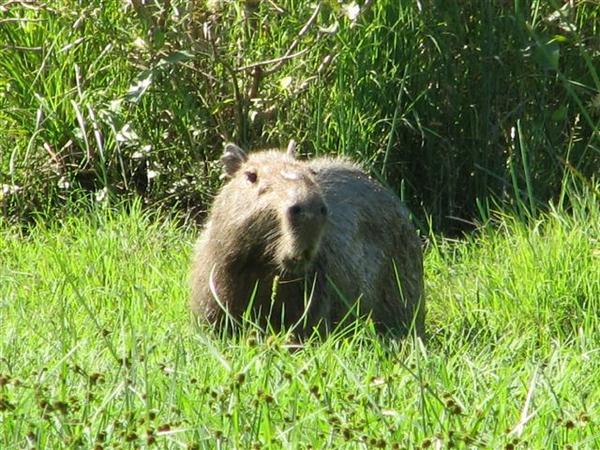 One of the capibarris we saw on the way back.