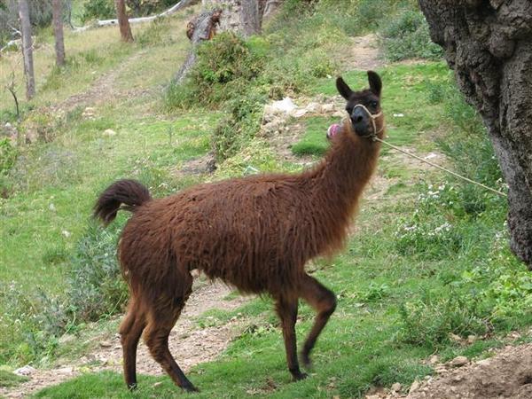 A rather nervous local Llama.