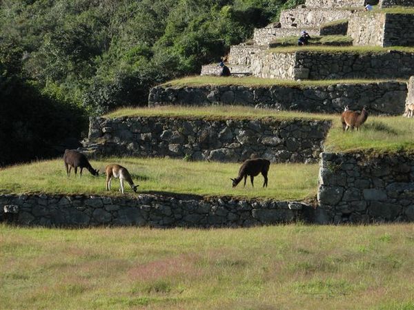 Lamas on the upper terraces.