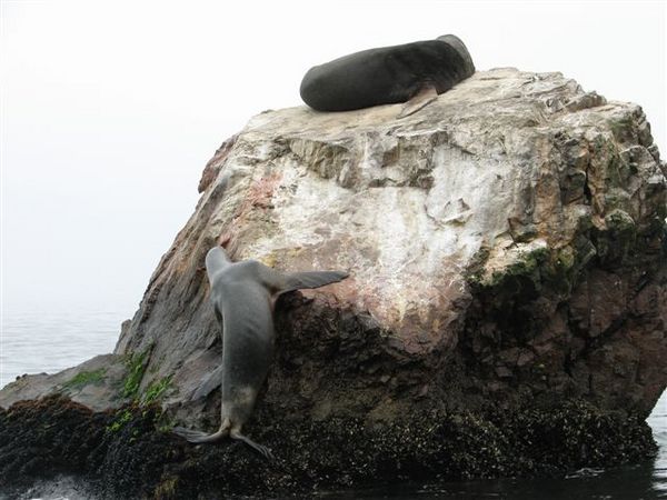 Lady sealions climbing to meet her husband....