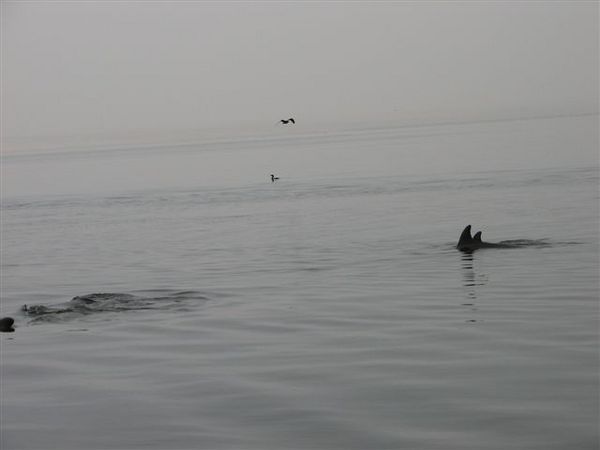 The dolphins on our way back in.