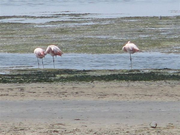 Those scarce flamingos.