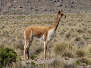 And the shy vicuña.