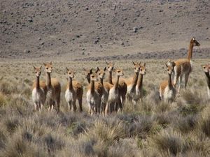 More vicuñas.