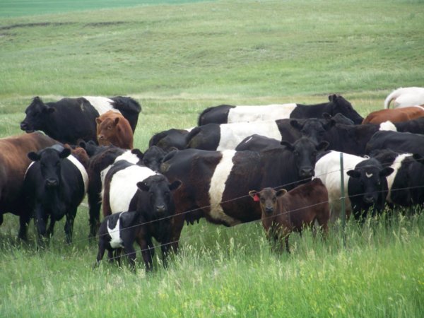 Banded Cows