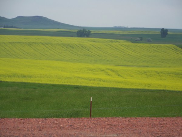 Fields around the Enchanted Hwy