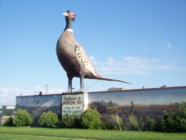 Worlds Largest Pheasant
