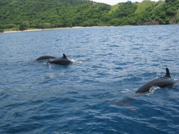 False Killer Whales at Punta Gorda