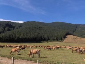 Plenty of cattle around NZ