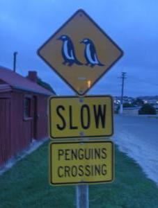 & we thought we saw the last of Penguins in Argentina