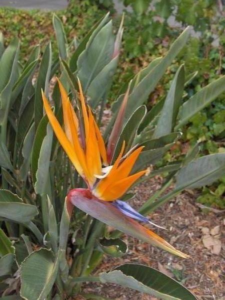 Bird of Paradise, Melbourne Botanic Gardens