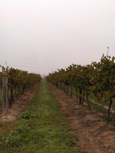Hunter Valley vineyards