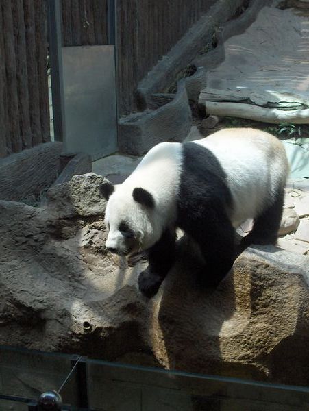 Panda Bear (Lin Hui) at Chiang Mai Zoo
