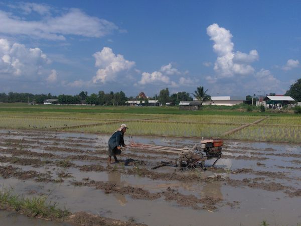 Ploughing the rice paddies, near Chiang Mai