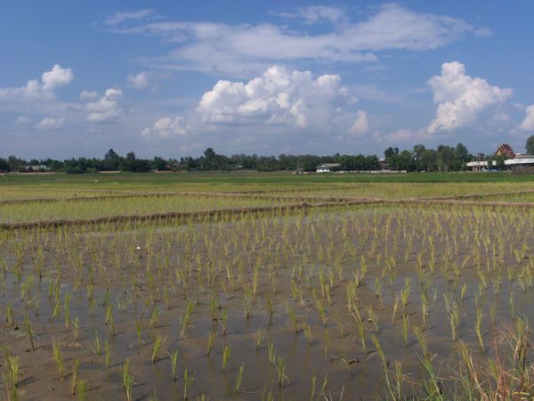 Rice paddies after ploughing & planting, near Chiang Mai