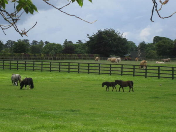 The National Stud in Kildare