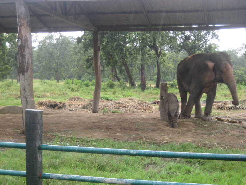 Elephant breeding center