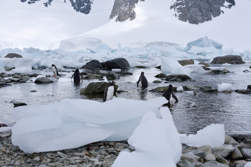 Penguins enjoying the shoreline at Danko island