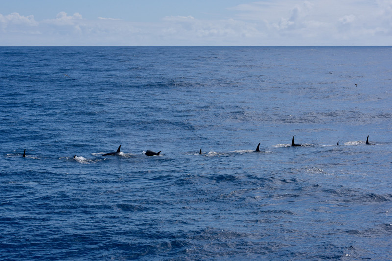 A chorus line of rare Type D Killer Whales