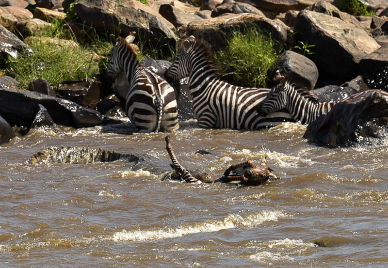 Croc taking down a zebra foal