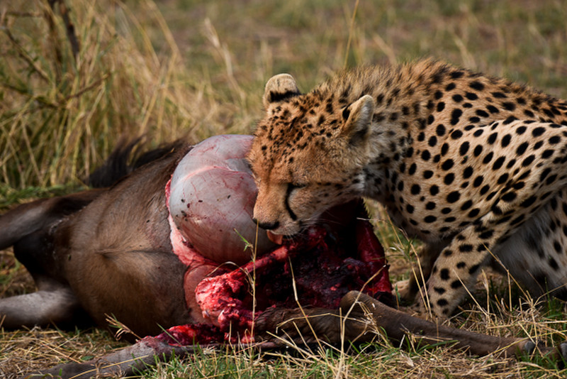 Cheetah kill
