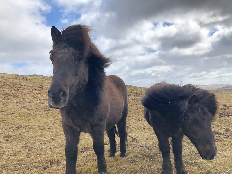 Faroese ponies