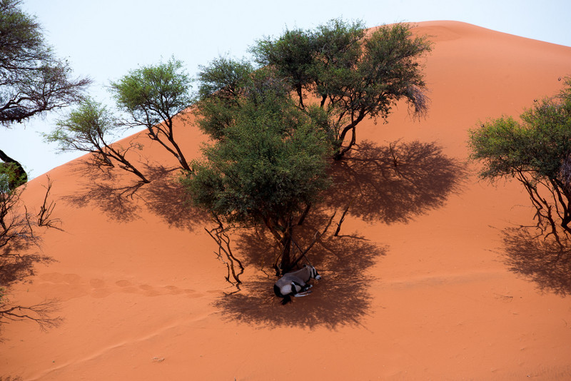 Oryx in the shade
