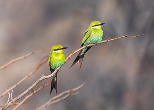Swallow tail bee eater