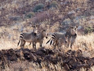 A dazzle of Hartmann Mountain Zebras
