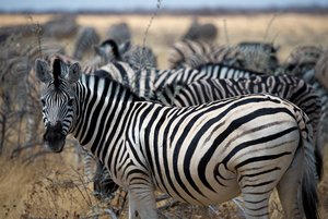 Burchell's Plains Zebra
