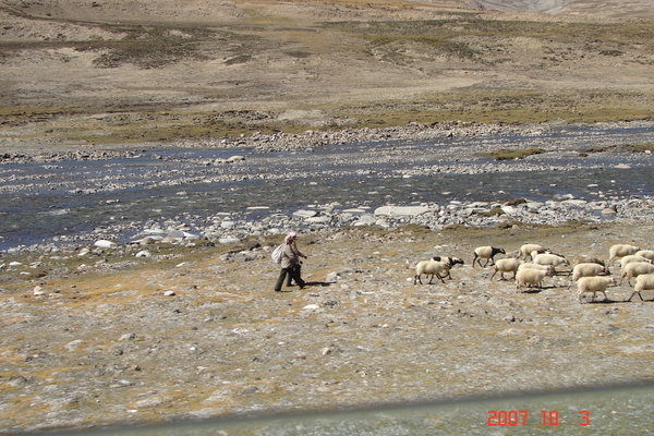Sheep herders