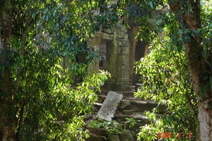 Jungle temple - Ta Prohm