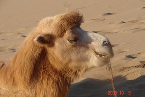Mama camel