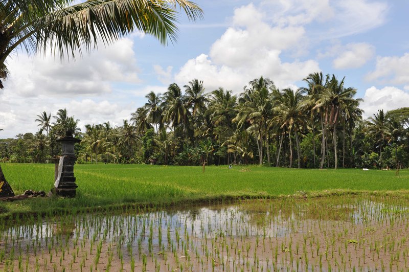 Agung Khalia rice paddies