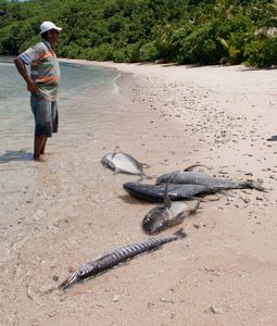 Barracuda and Trevally