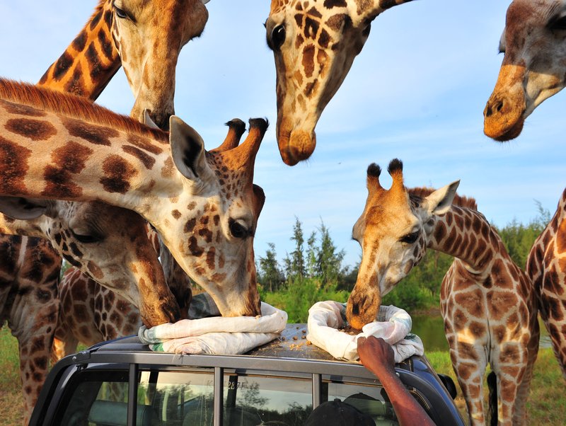 Hungry giraffes