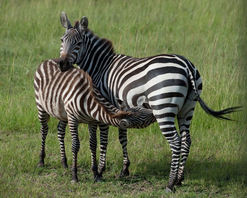 Suckling Zebra