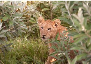 Lion cub in bushes