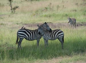 Zebra pals