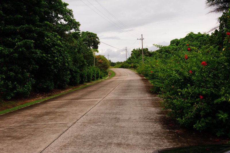 Hibiscus lined roads