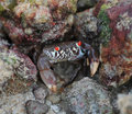 Timid little beach crab