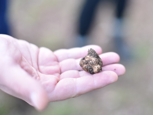 White truffle unearthed