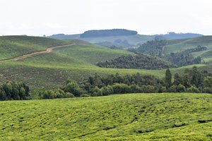 Rolling tea plantations near Nyungwe