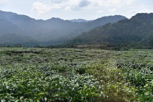 Across the tea plantation to Nyungwe Forest Lodge