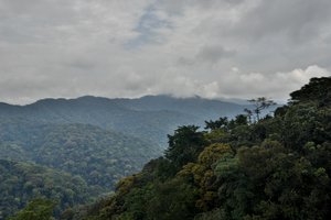 Rainforest canopy view